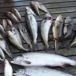 12 Person In