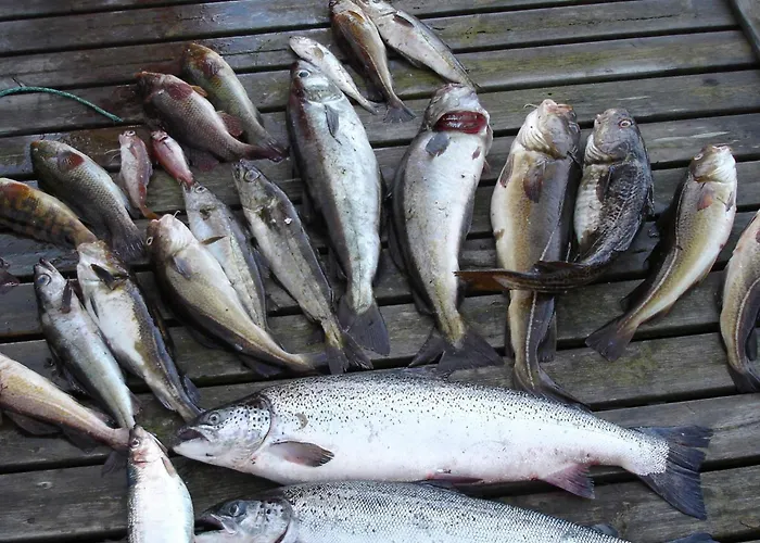 12 Person In Jelsa
